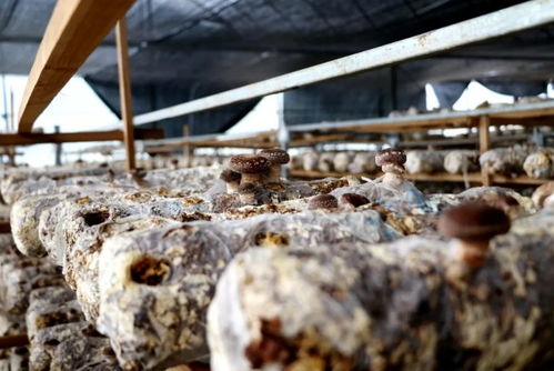 江西多措并舉助銷滯銷農(nóng)產(chǎn)品，保障農(nóng)作物種子經(jīng)營穩(wěn)定