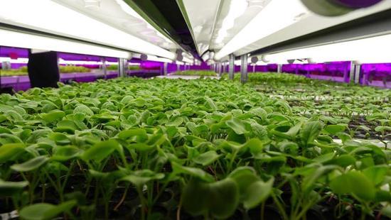 跨界創(chuàng)新 LED制造商進軍蔬菜與農(nóng)作物種子經(jīng)營