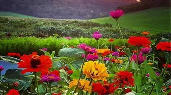 每周營業兩天，專注精品種子——這個農莊讓人流連忘返